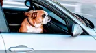 Consejos para transportar a un perro en el coche - SoyMotor.com