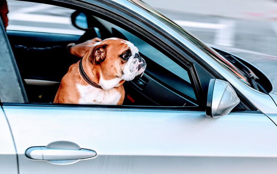 El nuevo sistema para llevar al perro en el coche sin que te multen