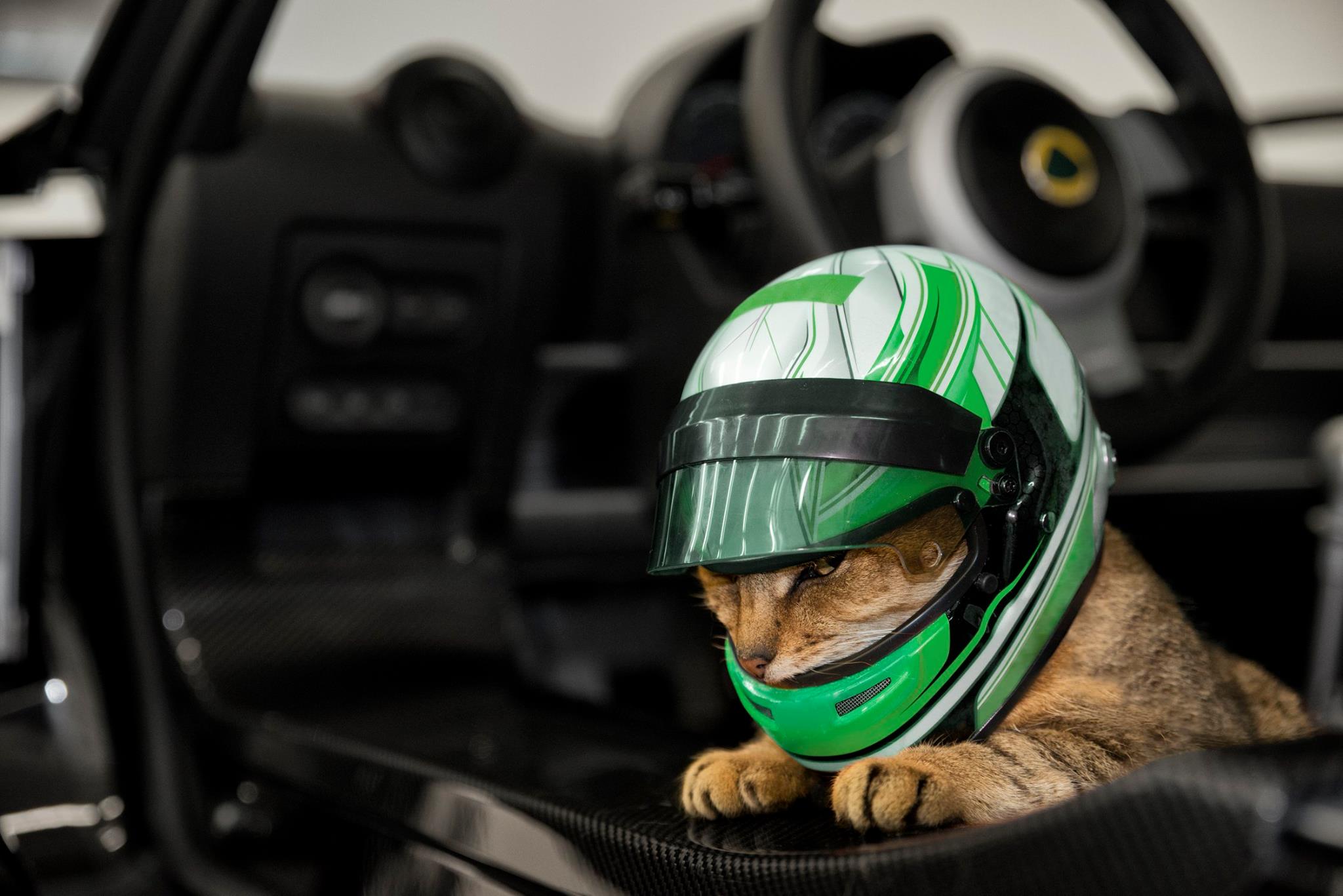 Debilitar pérdida abajo Un casco para tu gato? Ahora es posible con Lotus Cars | SoyMotor.com