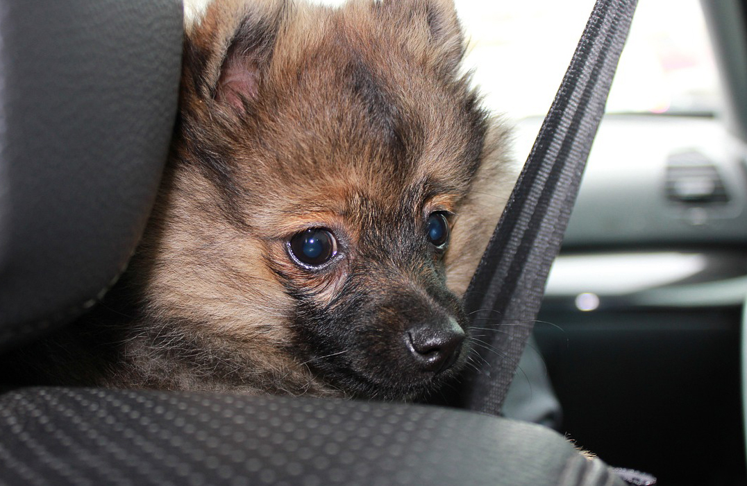 Transportar a un perro en el automóvil - SoyMotor.com