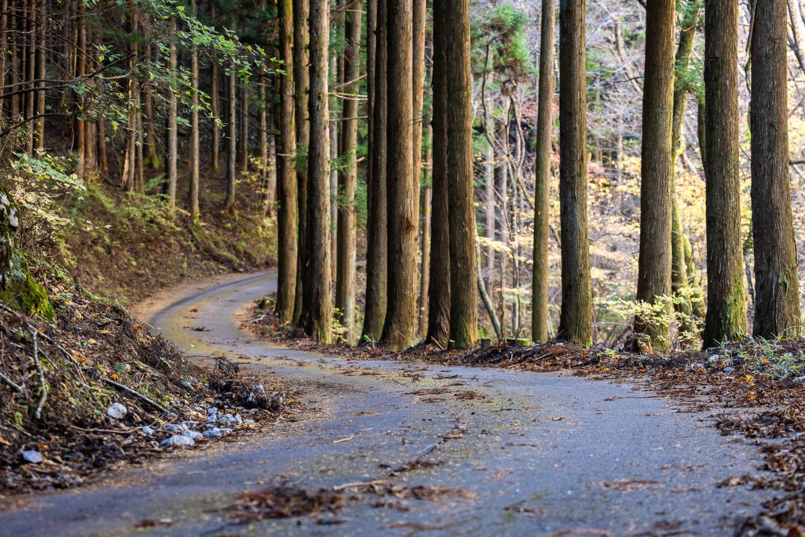 Rally de Japón