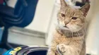Formulino, el gato que 'dirige' el circuito de Imola, a salvo pese a las inundaciones - SoyMotor.com