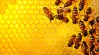 abejas-1-porsche-soymotor.jpg