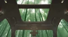 bamboo-1.jpg
