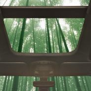 Ford quiere construir sus coches con bambú - SoyMotor.com