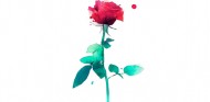 Envía una rosa virtual por Sant Jordi gracias a Seat - SoyMotor.com