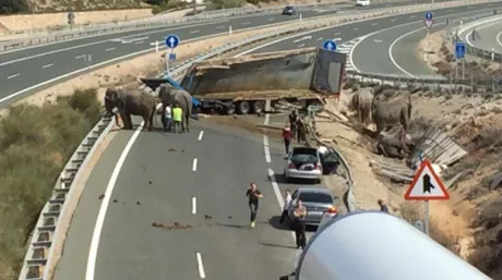 accidente-camion-elefantes.jpg