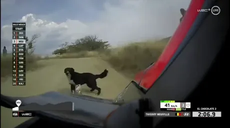 neuville-perro-mexico-2020-soymotor.jpg